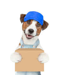Poster - Jack russell terrier puppy wearing overalls and blue cap holds big box. isolated on white background