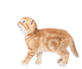 Poster - Scottish kitten walks and looks up. isolated on white background