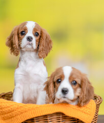 Wall Mural - Two young Сavalier King Charles Spaniel puppy sit inside basket at summer park