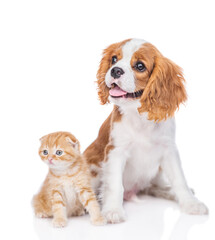 Poster - Сavalier King Charles Spaniel puppy and tabby kitten sit together and look away on empty space. isolated on white background