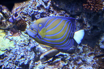 Wall Mural - Chaetodontoplus septentrionalis, the blue-striped angelfish and bluelined angelfish, is a species of marine ray-finned fish, swimming in fish tank aquarium