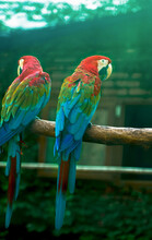 Australian Parrots Close Up, Selective Focus. A Pair Of Lorikeet Parrots With Colorful Iridescent Plumage In A Zoo Setting. Exotic Tropical Birds.