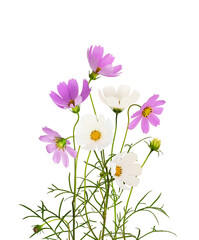 Wall Mural - purple and white cosmos flowers isolated