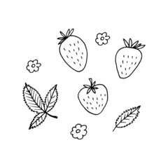 Wall Mural - strawberry and leaves set. hand drawn vector illustration in doodle style. minimalism. icon, sticker, decor. berries, fruits, summer, food.