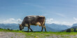 Milchkuh in den Östrreichischen Alpen