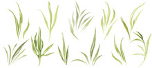 Greenery Wild Herbs And Leaves. Watercolor Clipart.