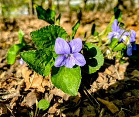 Wall Mural - Viola odorata in the spring forest, species of flowering plant in the viola family, known as wood violet, sweet violet, common violet