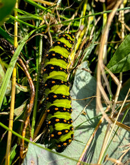 Wall Mural - Emperor moth Caterpillar (Larvae) - Saturnia pavonia, walking in the meadow of Jizera Mountains