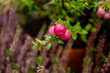 Pernettya mucronata pink berries on twig close up