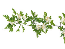 Hawthorn Branch With White Flowers Isolated, Crataegus Monogyna