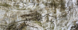 Fototapeta  -  Abstrakcyjne naturalne tło tekstury starego spróchniałego pnia drzewa.
