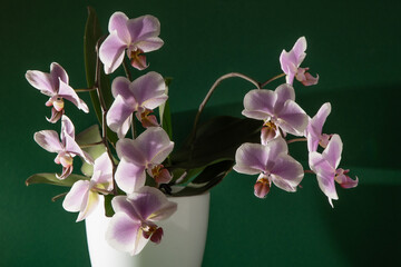 Pink orchid two branches. White purple phalaenopsis buds. Phalaenopsis indoor flower. Flowers on a green background. Blooming orchids in pot close up.