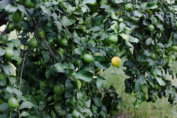 Lemon tree with green lemons and one yellow lemon