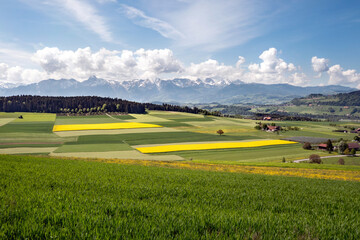 Sticker - Gantrisch, Aaretal, zwischen Bern und Thun. Landschaft, Landwirtschaft, Felder und Wiesen, Rapsfeld, Raps, Gebirgskette, Gurnigel, Schweiz