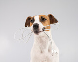 Fototapeta Zwierzęta - Jack russell terrier dog holding a type c cable in his teeth on a white background. 