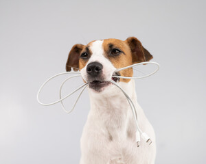 Wall Mural - Jack russell terrier dog holding a type c cable in his teeth on a white background. 