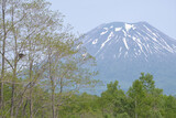 Fototapeta Sawanna - 羊蹄山と鳥の巣 / Mt. Yotei and Bird's Nest