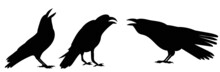 Crows Silhouette, On White Background, Isolated, Vector