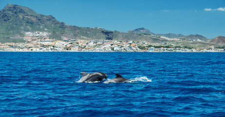 view on tenerife island from ocean. pilot whales in the water are in the foreground.