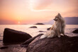 Cute German spitz pomeranian dog on beach sunset summer light