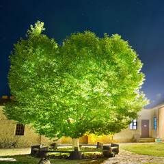 Wall Mural - green glowing tree in the night park