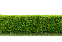 Green Tree Wall Fence With Concrete Floor Isolated On White Background For Park Or Garden Decorative.