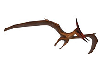 Pterandodon Dinosaur In Flight Hunting. 3D Illustration Isolated On White With Clipping Path.