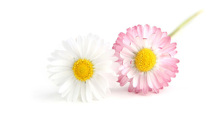 Wall Mural - bellis flowers isolated on white background. small white pink meadow flowers.
