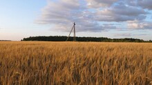 Barley Field With An Electric Pole In It. Rural Landscape In Lithuania. 