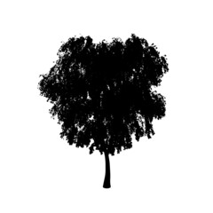 Poster - Detailed tree silhouette isolated on white background. Vector illustration.