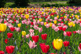 Fototapeta Tulipany - 札幌市　滝野公園のチューリップ