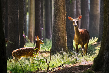 Poster - Rotwild ( Cervus elaphus ).