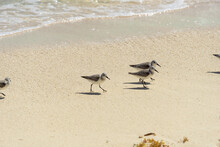 A Flock Of Sea Birds Runs Along The Shore To Escape The Waves. Little Gray Gulls Live On The Seashore. White-gray Birds On Thin Long Legs.