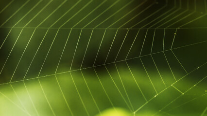 spider web