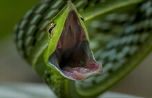Green Snake In The Grass