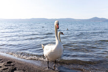 Swan Standing In Front On Lake Bracciano, Italy.
