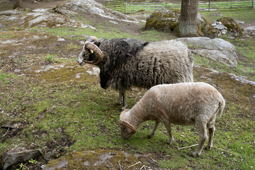 two lambs on the farm nibbling grass