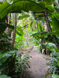 Tropical forest with banana trees, tourist path through the jungle. Rainforest. Canary Islands. Tenerife.