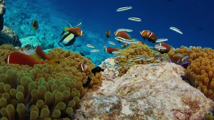 Wall Mural - Coral reef in the Maldives with fishes swimming around