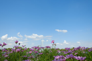Wall Mural - Purple Cosmos flowers in garden outdoor on sky background