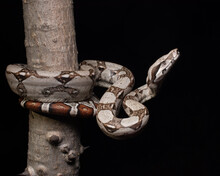 Snake On A Branch