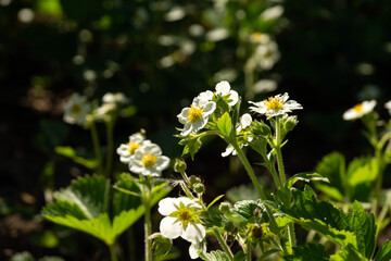 Wall Mural - Strawberries bloom in the garden, heralding a high harvest