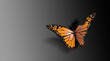 Beautiful butterfly with bitten wings conceptual graphic background