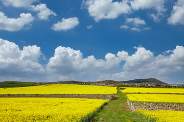 Wall Mural - Meadows with a plant in a valley with fields against the background of the daytime sky in Bulgaria