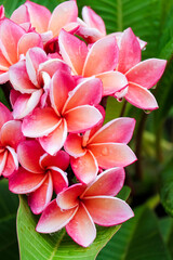 Wall Mural - beautiful colored frangipani flowers and water droplets.