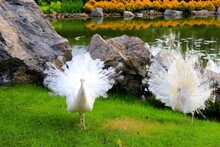 2 Young Peacock Spread Its Tail On Grass. White Peacock Dance A Marriage Dance, Show Feather In Park, Zoo