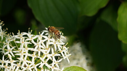 Canvas Print - bee on a flower