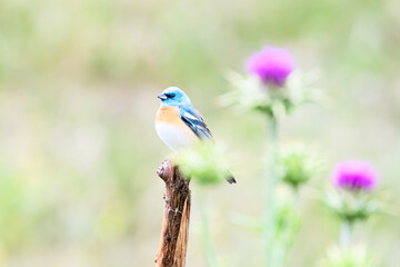 Wall Mural - lazuli bunting