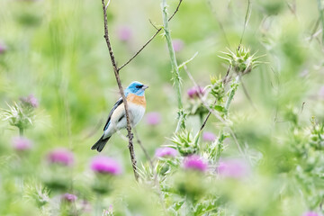 Wall Mural - lazuli bunting on a flower