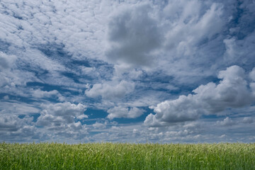 Poster - Graanveld - Grain field